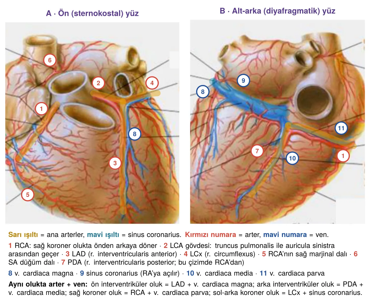 Koroner arterler ve kalp venleri aynı oluklarda