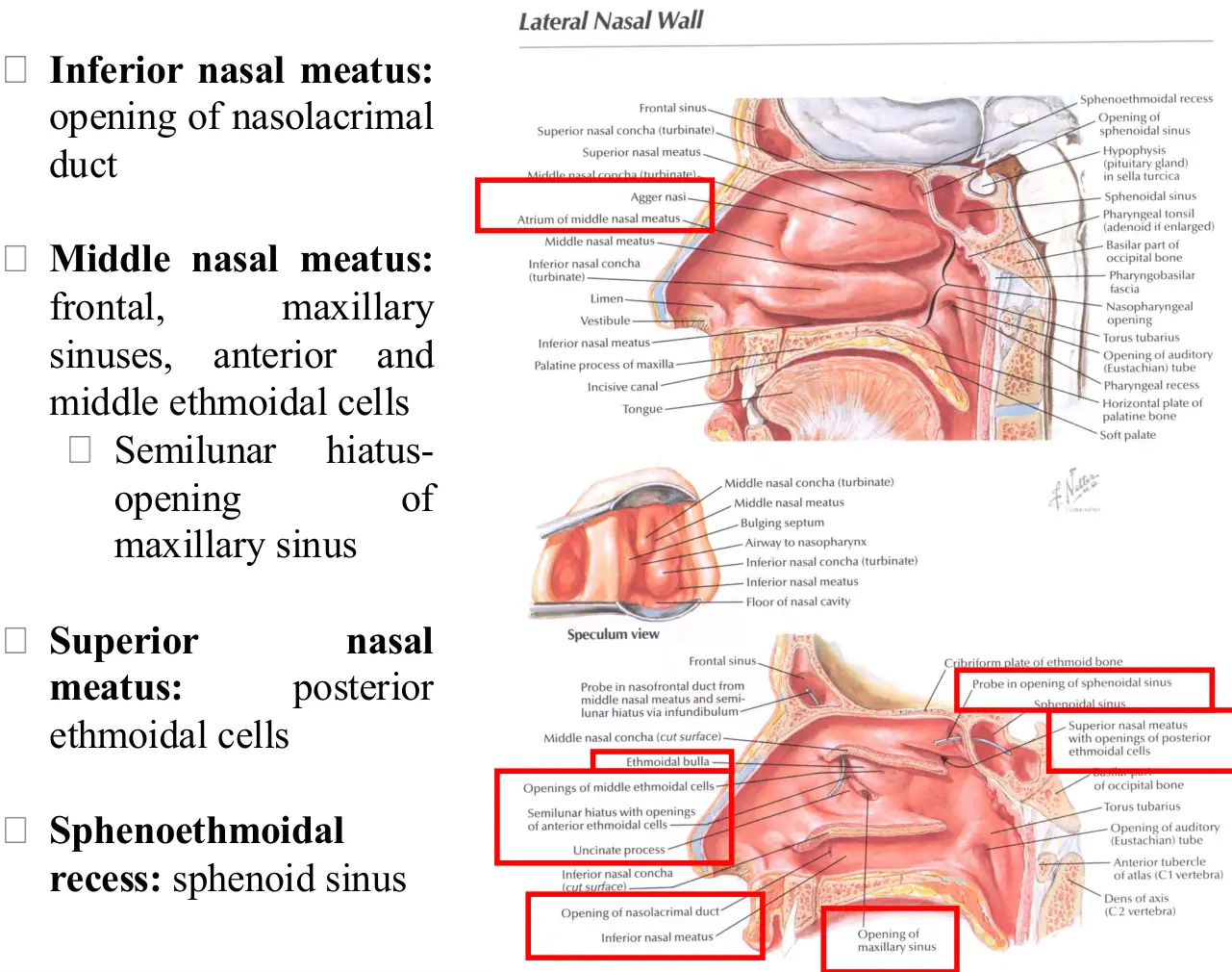 Burun boşluğu lateral duvarı, konkalar ve sinüs açılma yerleri