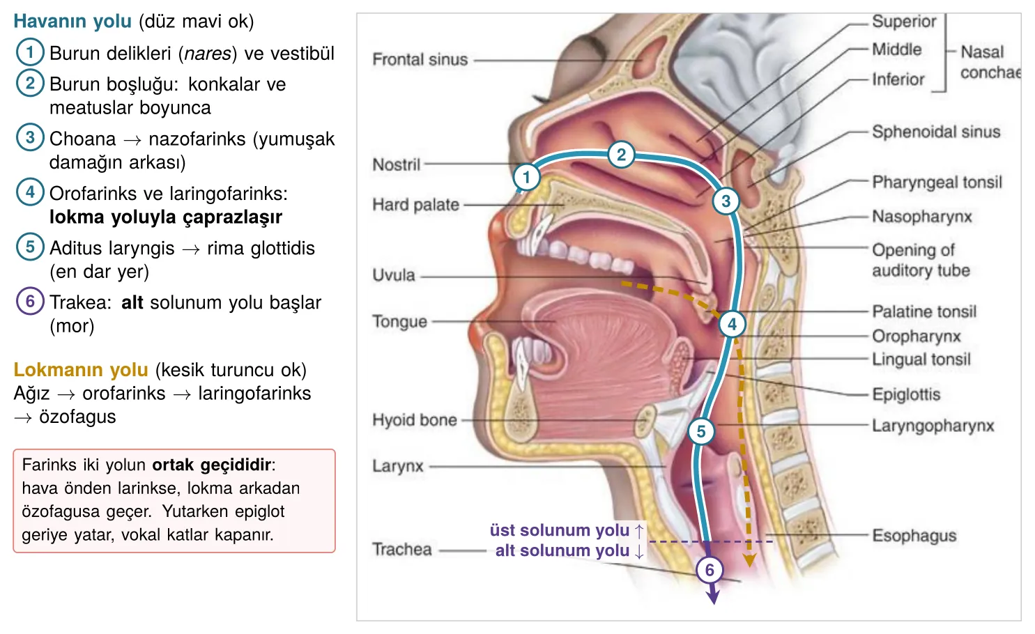 Havanın ve lokmanın yolu: farinkste çaprazlaşma