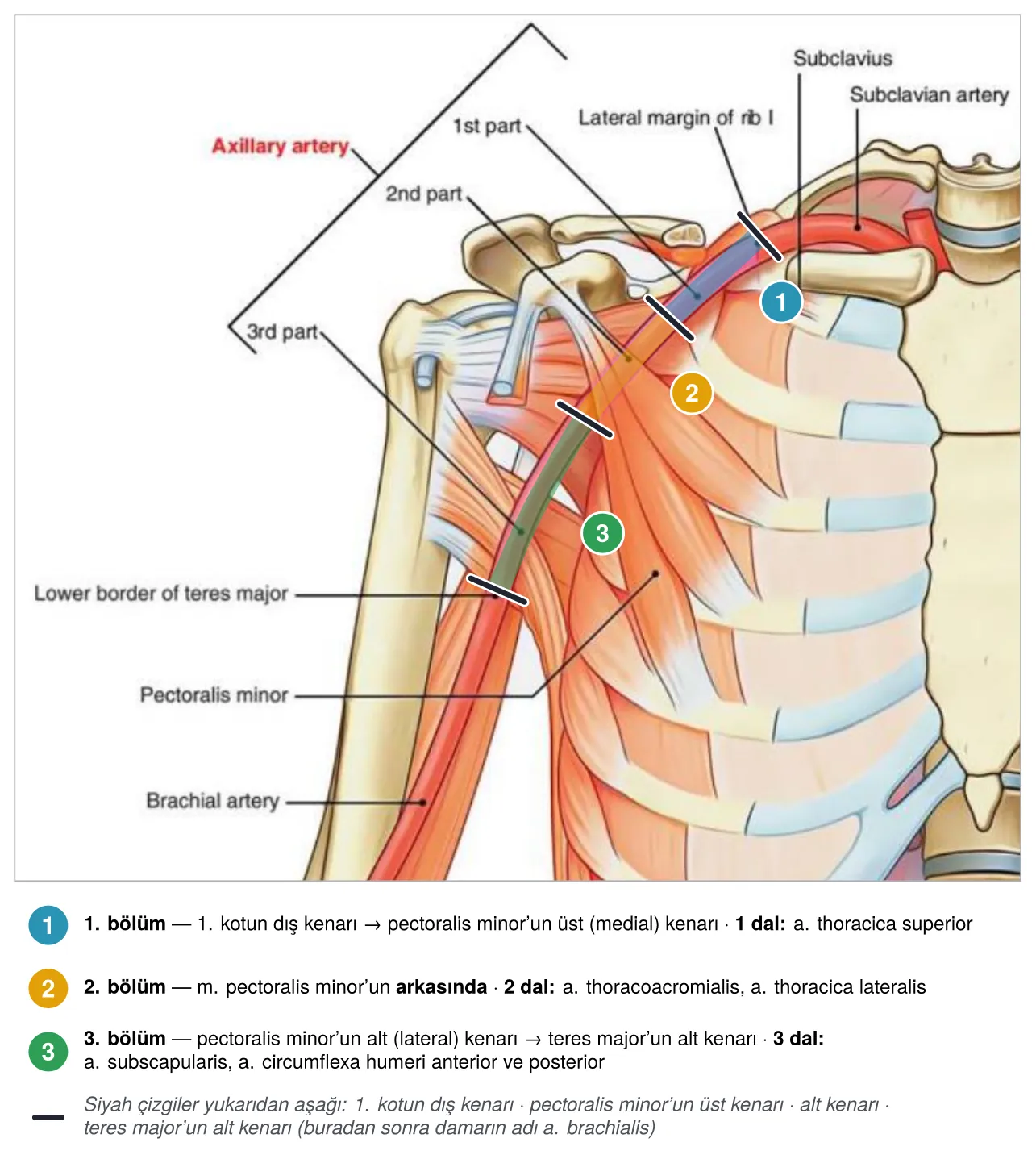 A. axillaris’in pectoralis minor’a göre üç bölümü (slayt 8 üzerinde)
