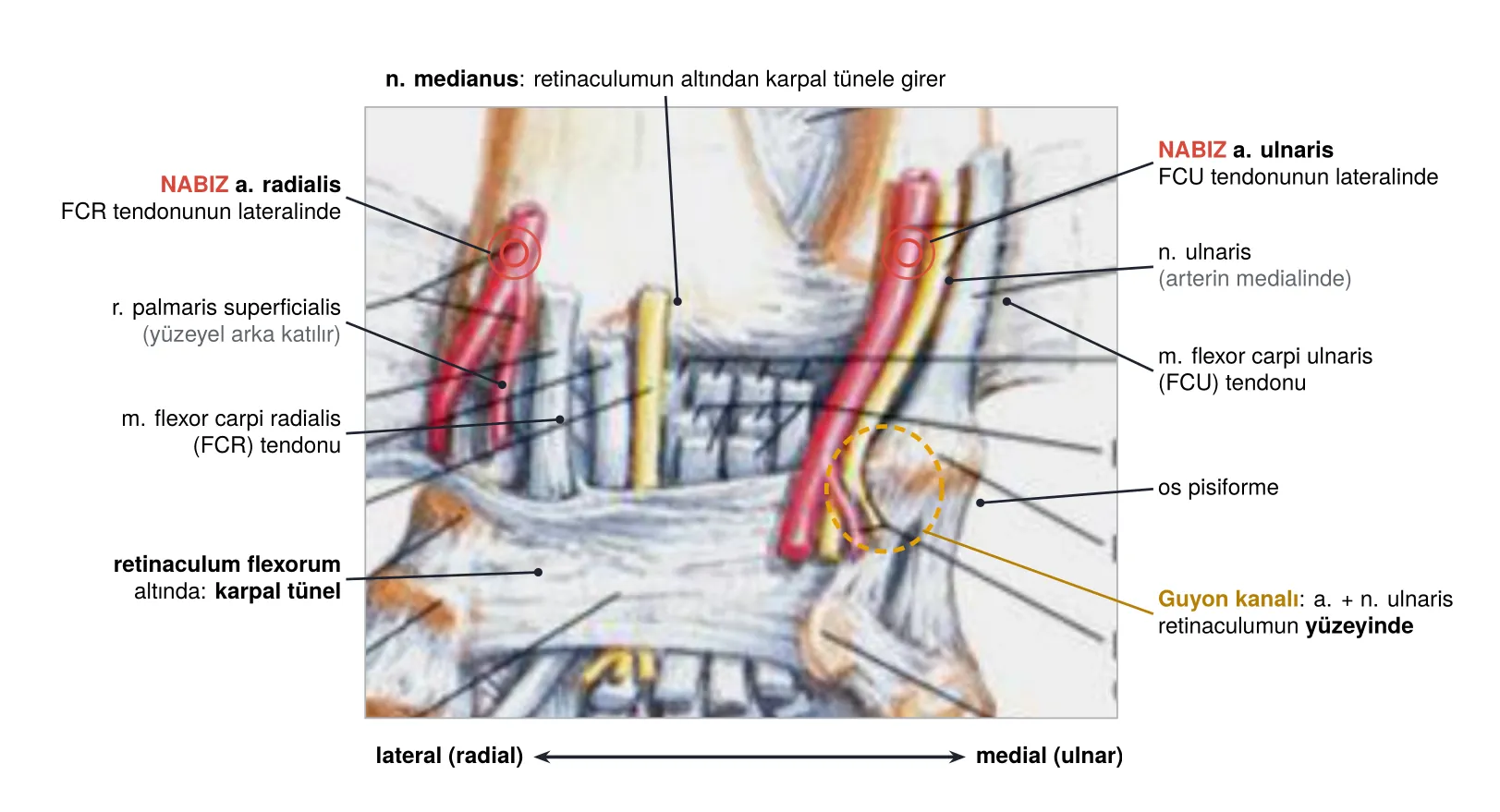 Bilekte radial ve ulnar nabız noktaları, karpal tünel ve Guyon kanalı (slayt 17 üzerinde)