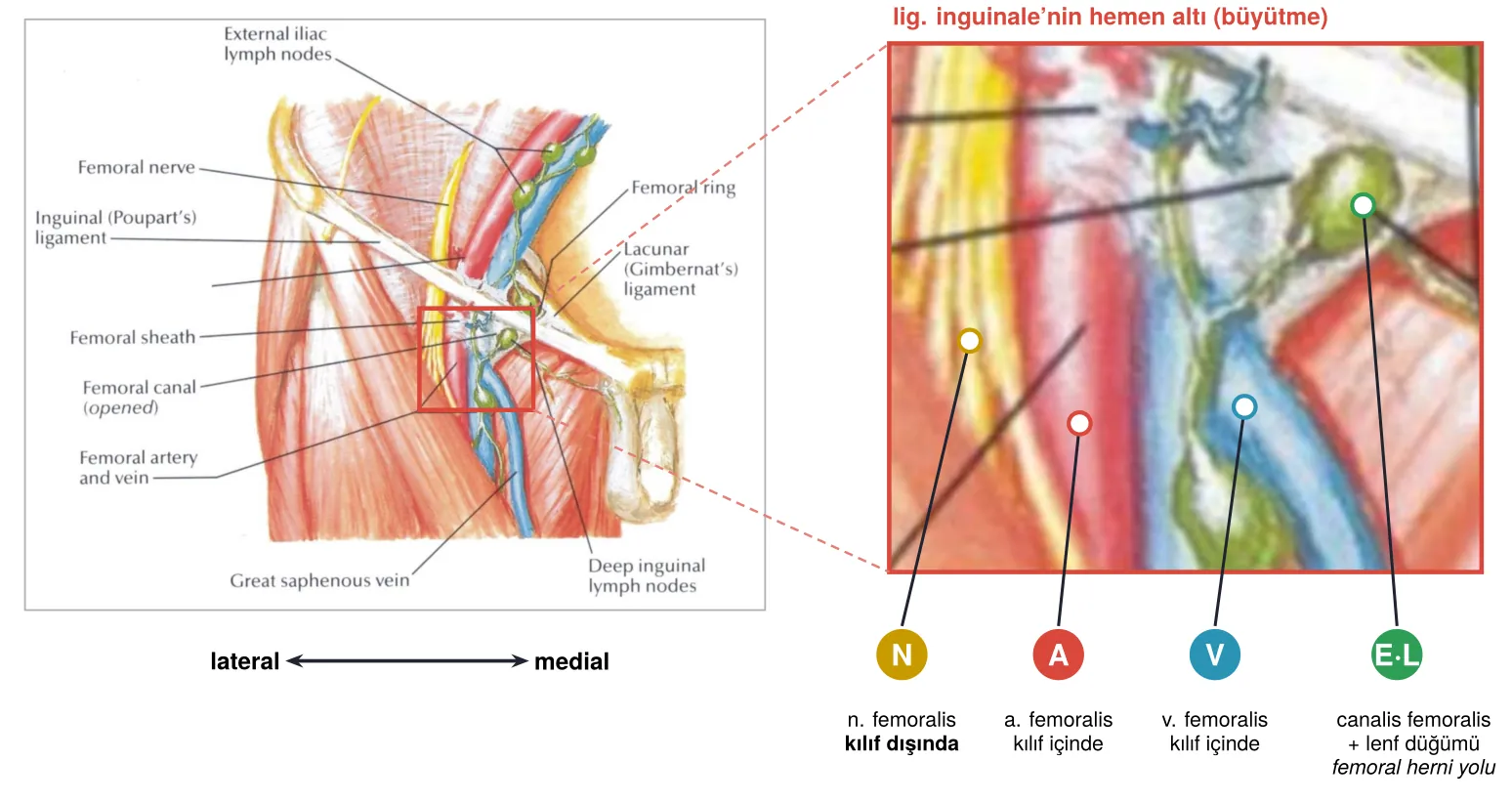 Femoral üçgende NAVEL sırası: sinir, arter, ven, kanal (slayt 26 üzerinde)