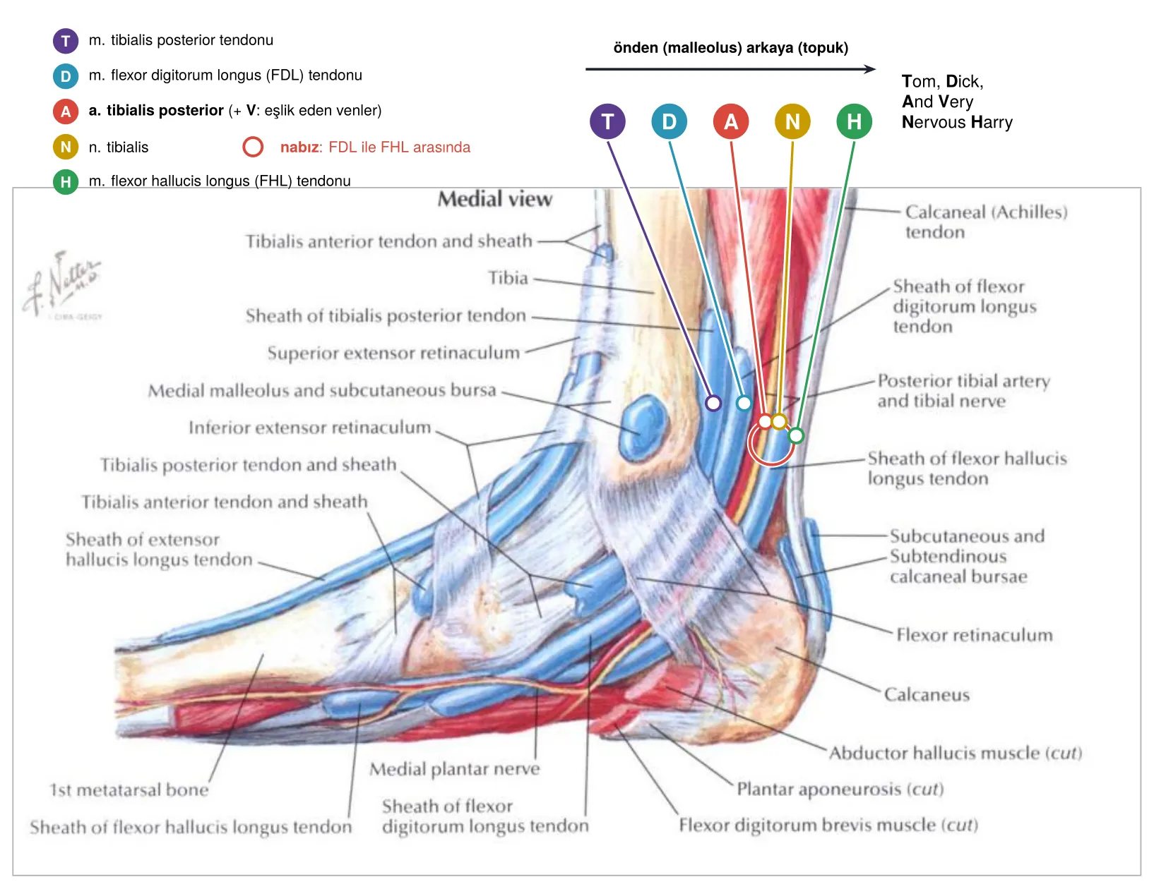 Malleolus medialis arkasındaki sıra: T–D–A–N–H (slayt 36 üzerinde)