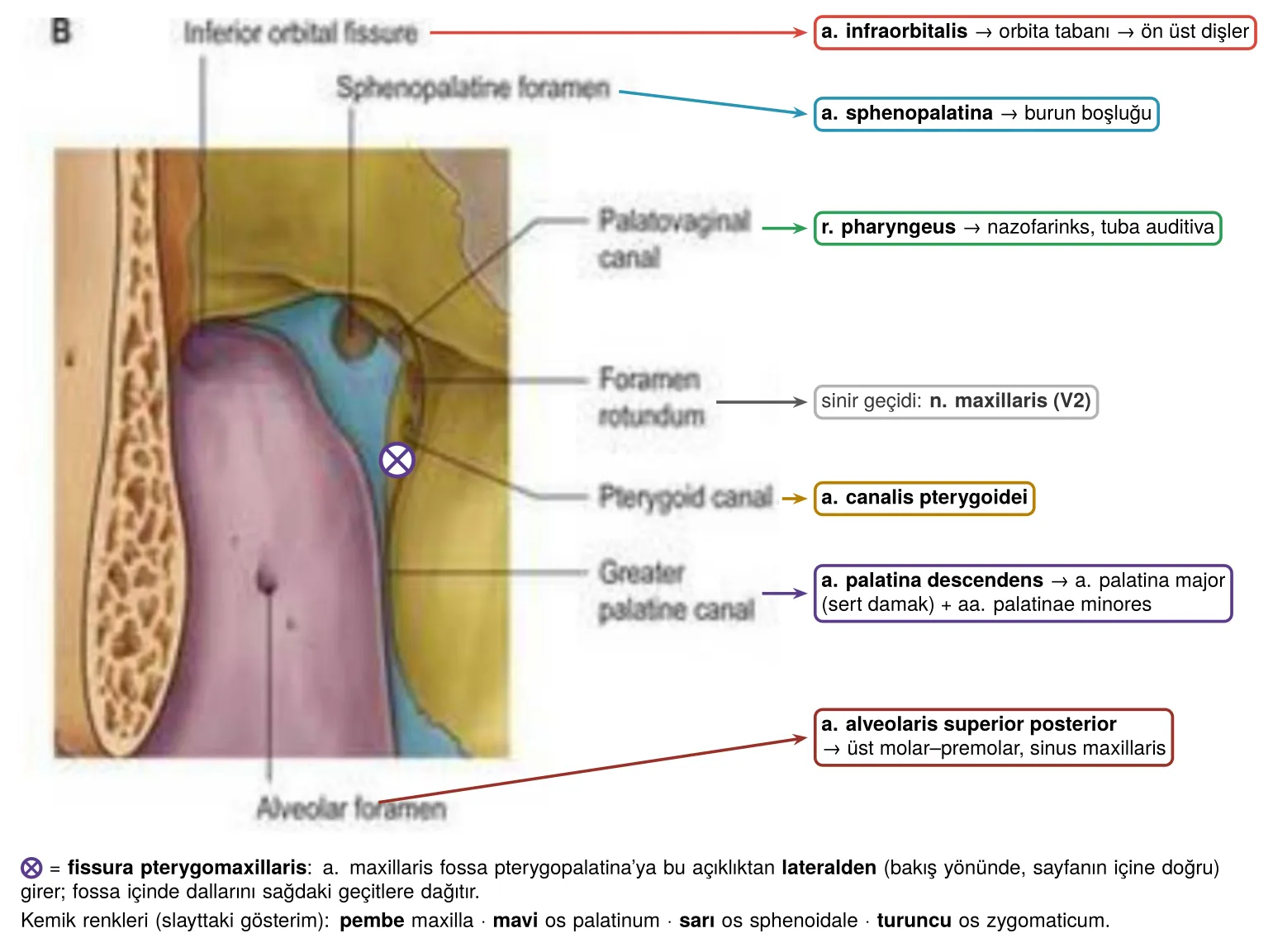 Fossa pterygopalatina geçitleri ve içinden geçen dallar