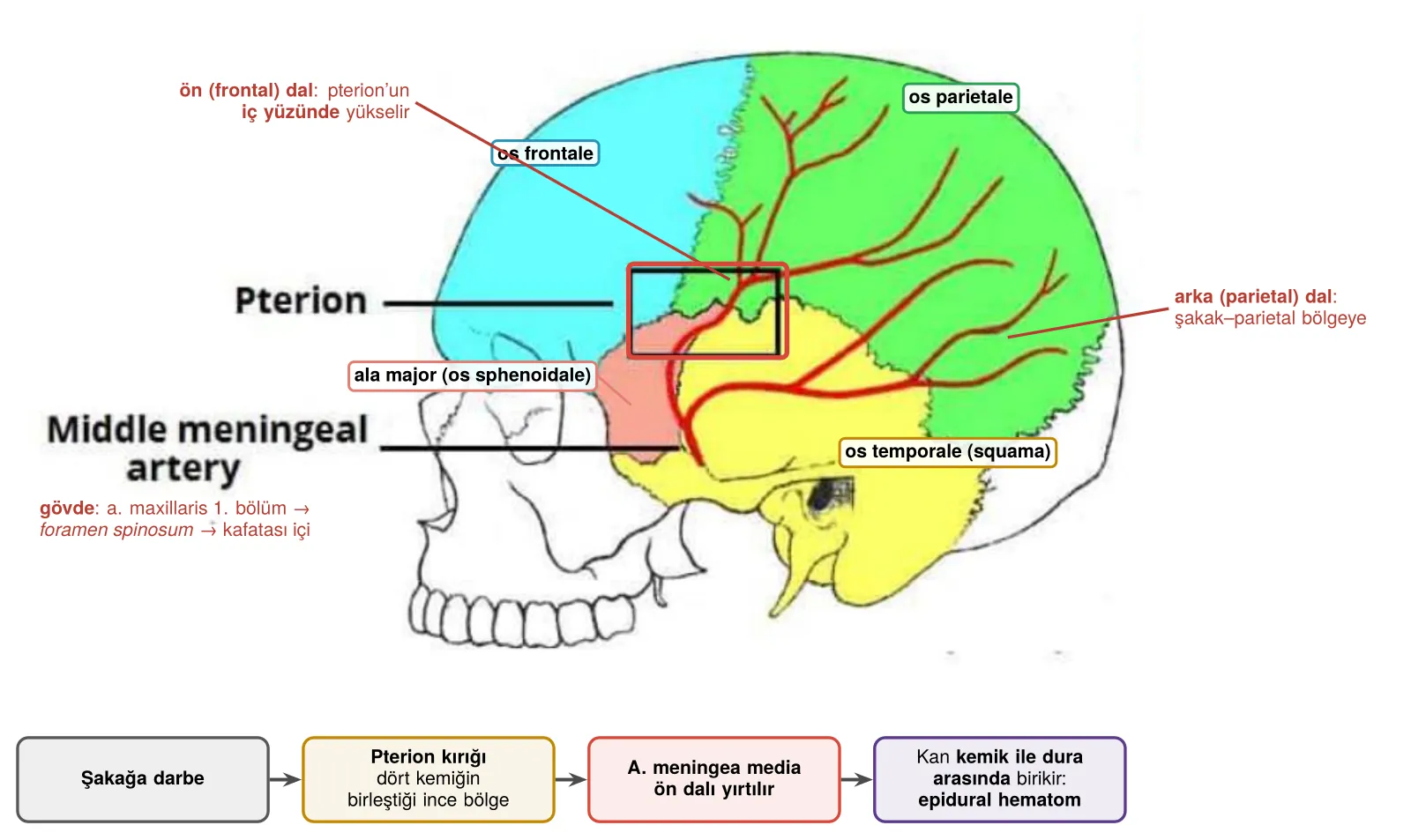 Pterion ve a. meningea media’nın ön dalı