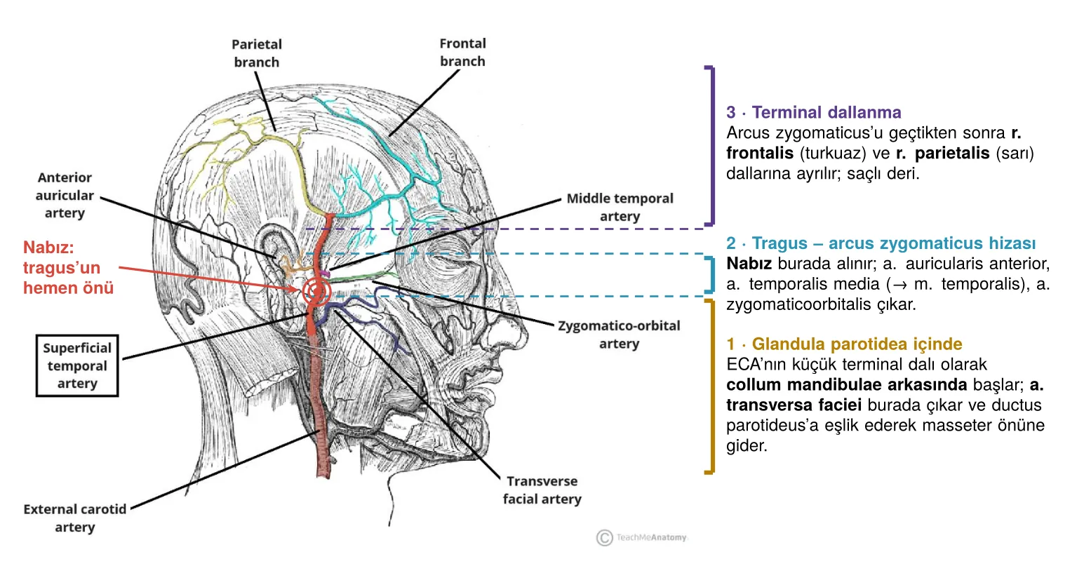 A. temporalis superficialis: dalların düzeyi ve nabız noktası