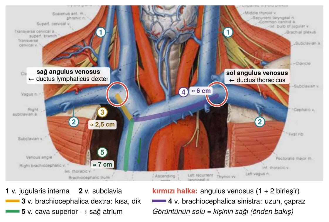Angulus venosus, brachiocephalic venler ve SVC