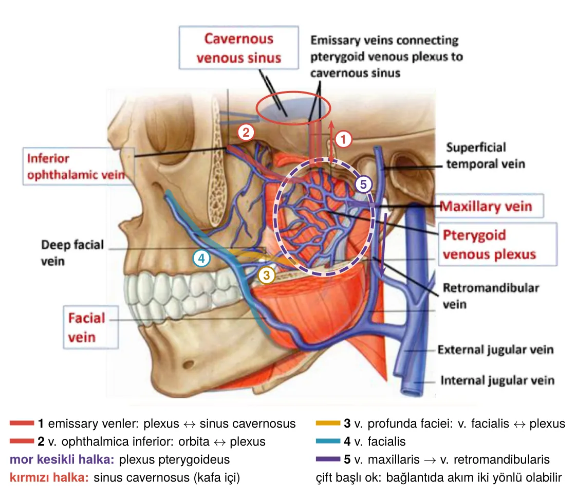 Plexus pterygoideus ve bağlantıları