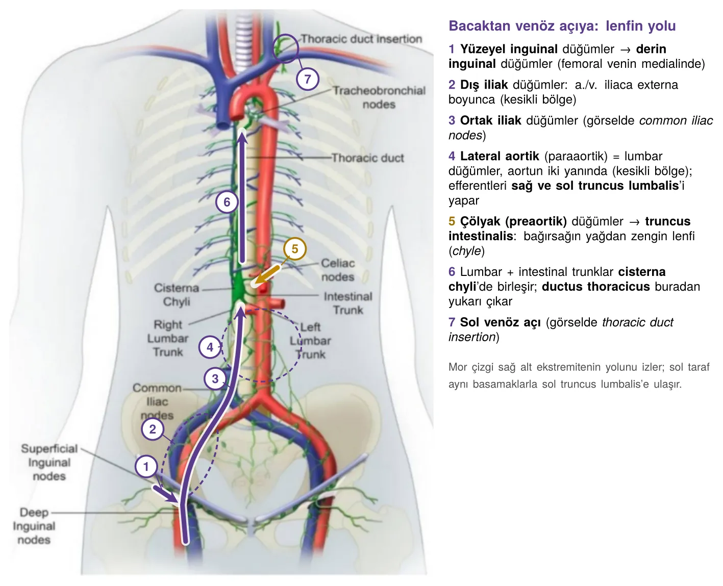 Bacaktan venöz açıya: inguinal, iliak ve lumbar düğümler üzerinden lenfin yolu