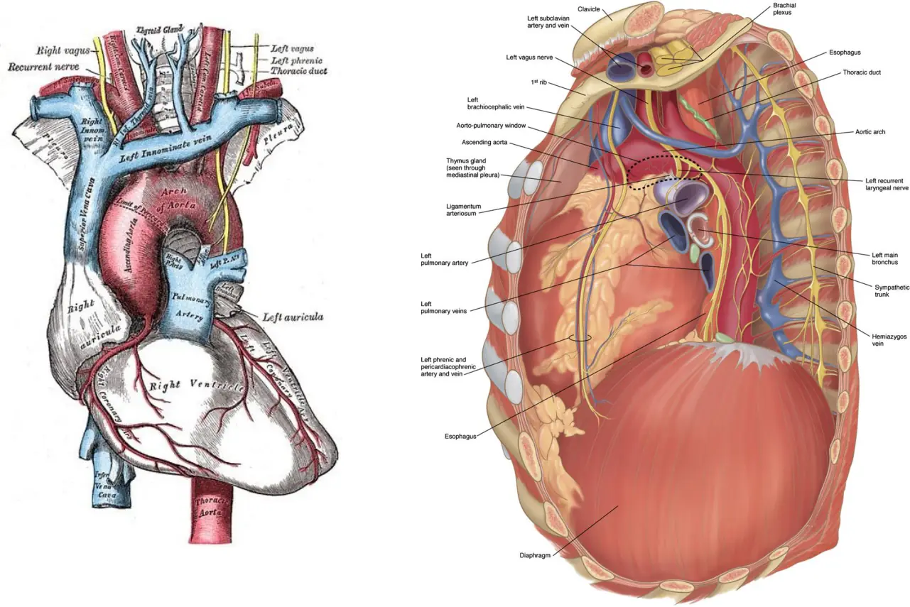 Kalp tabanında çıkan aorta, aort arkı ve pulmoner damar komşulukları