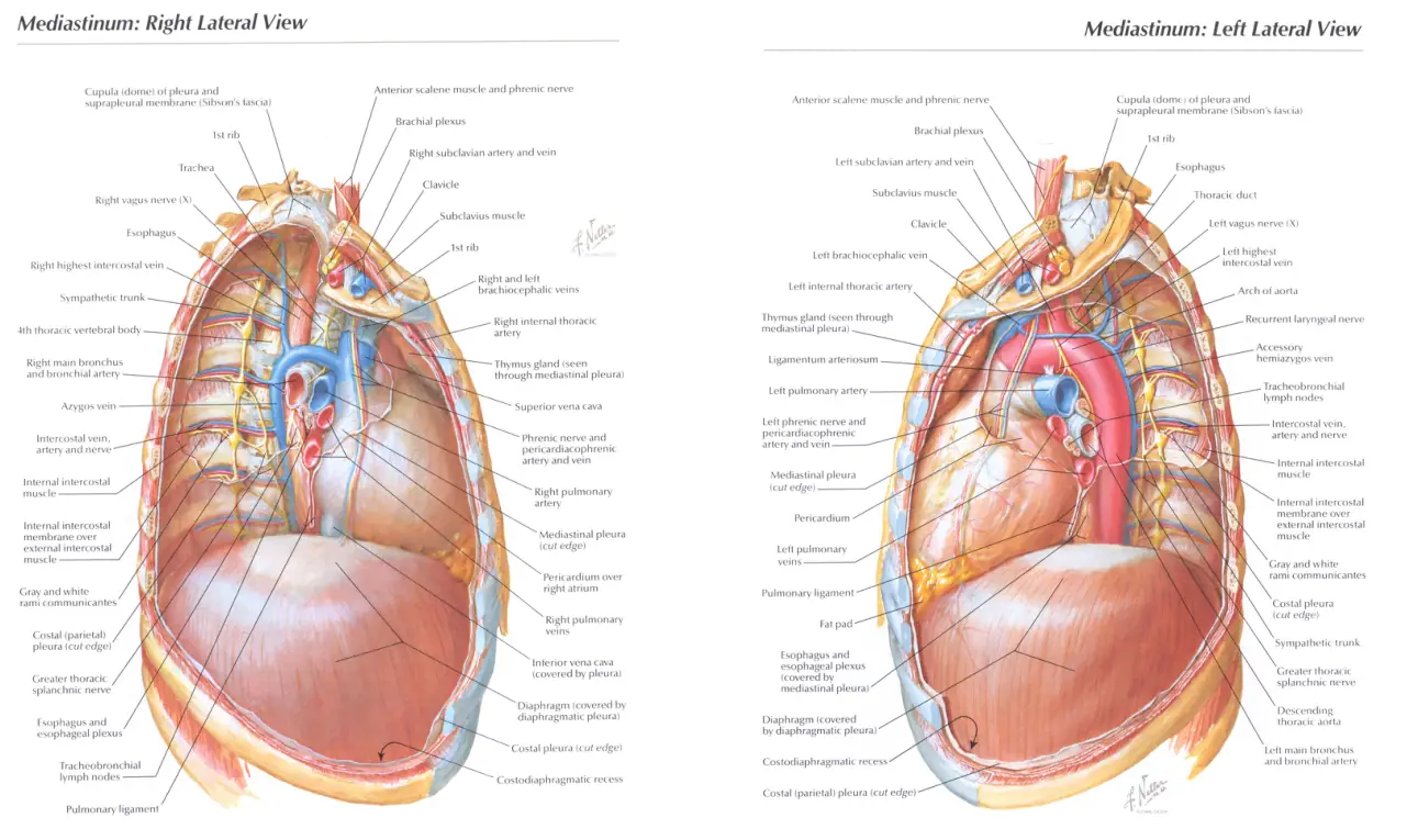 Torasik aortanın iki yandan mediastinal komşulukları