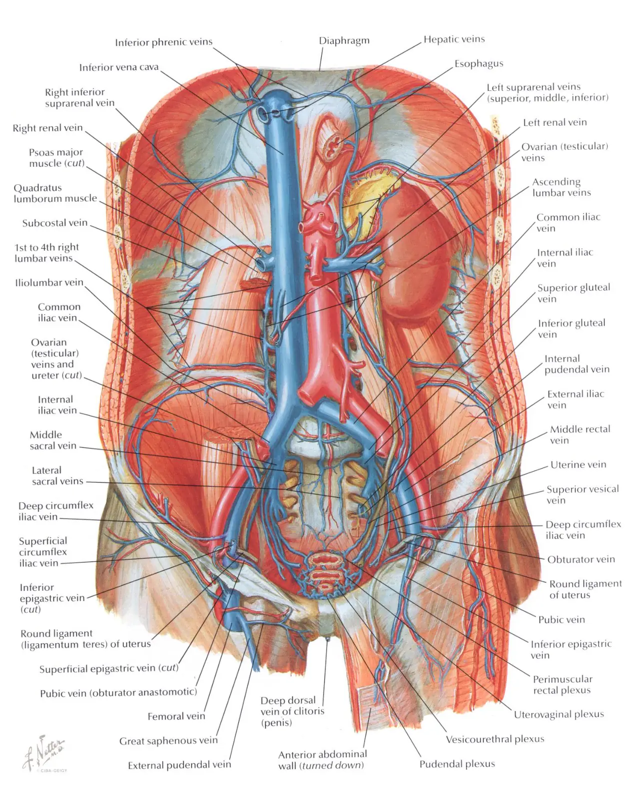 Abdominal aorta ve vena cava inferiorun arka karın duvarındaki komşuluğu