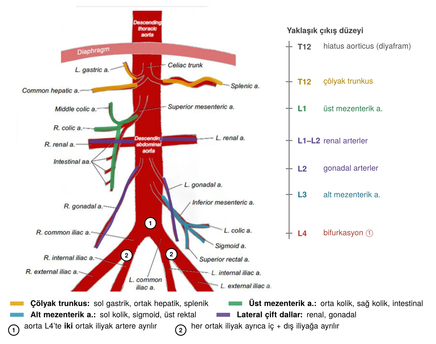 Abdominal aorta dallarının aileleri ve çıkış düzeyleri