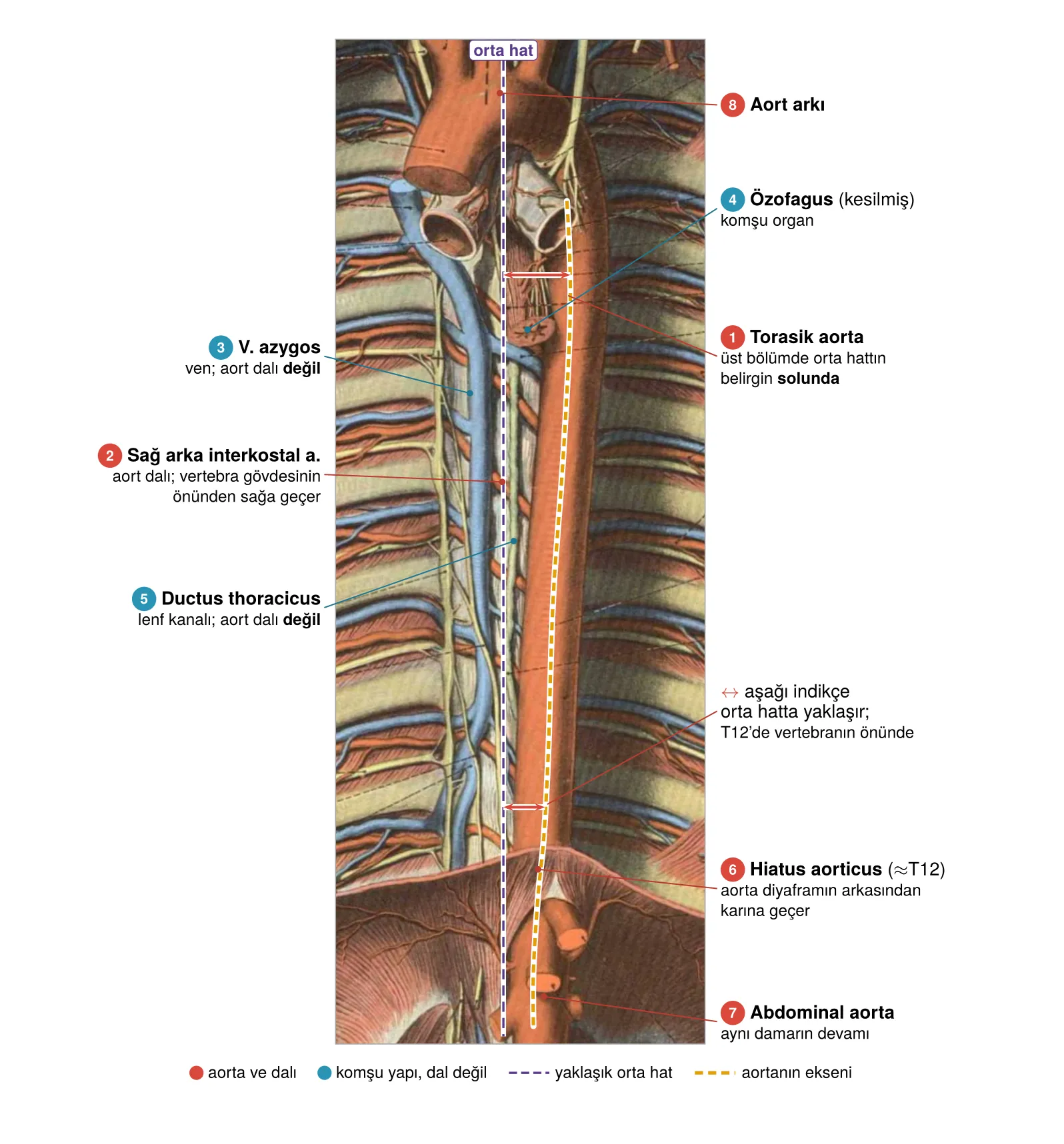 Arka mediastende torasik aorta, dalları ve komşuları