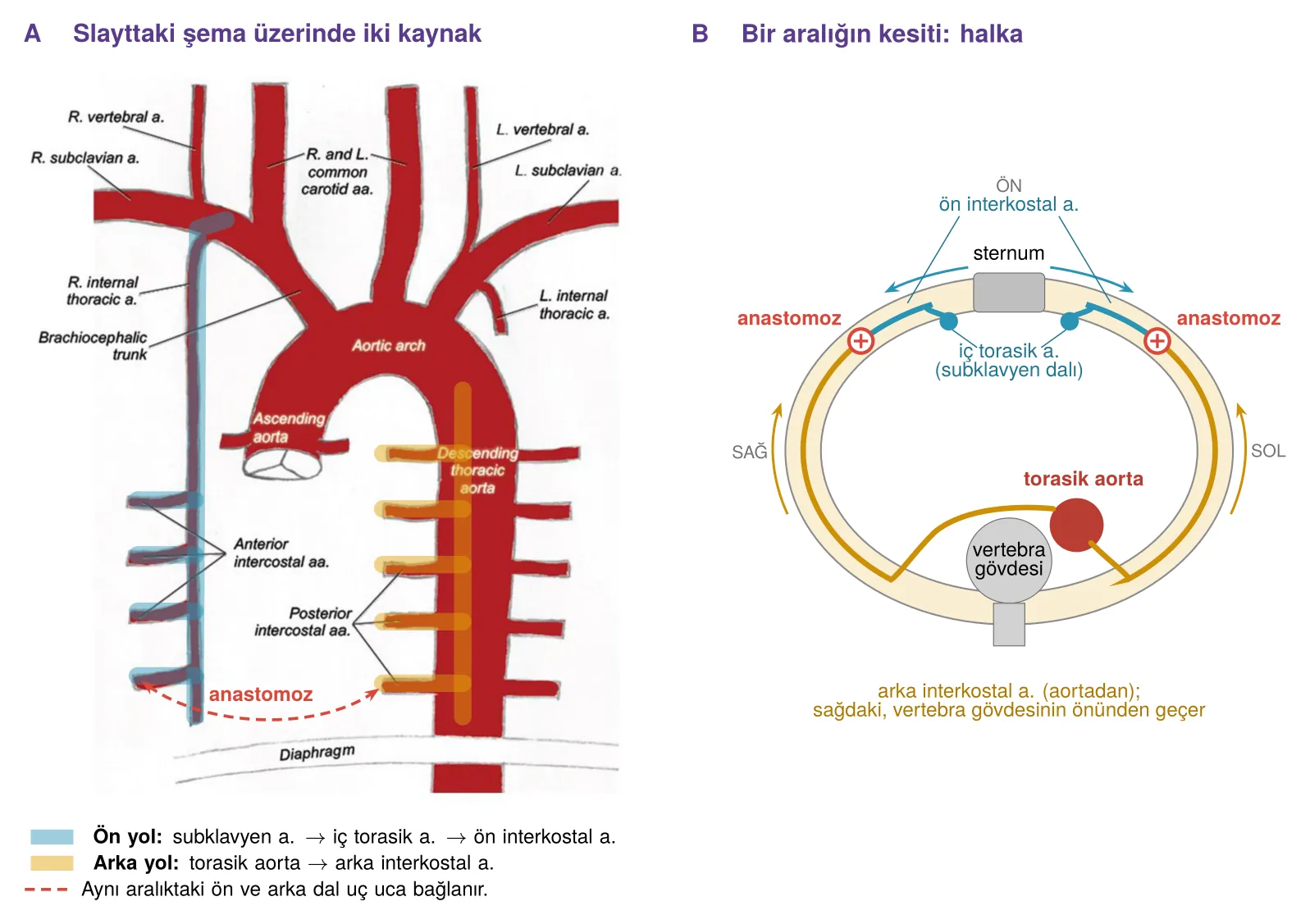 Bir interkostal aralığın iki arteriyel kaynağı ve anastomozu