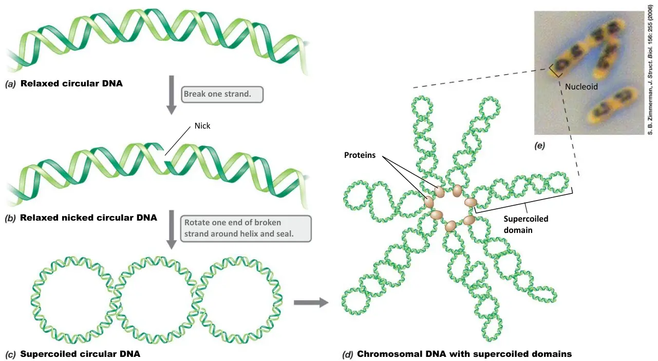 Gevşek, kesikli ve süpersarmal dairesel DNA ile nükleoid domainleri
