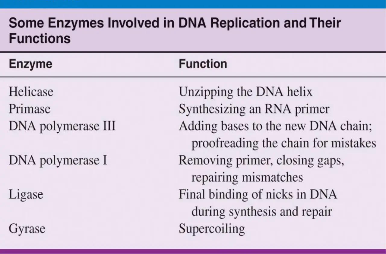 DNA replikasyonunda enzimlerin görevlerini karşılaştıran tablo