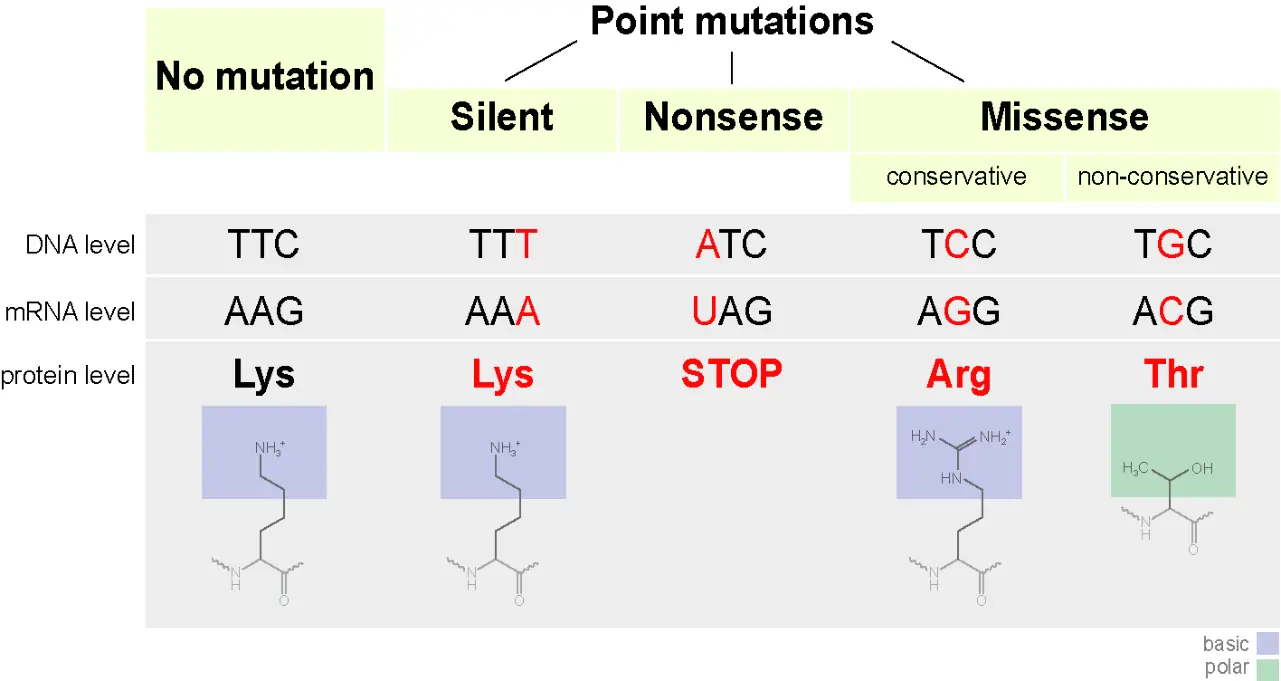 Kalıp DNA, mRNA ve protein düzeyinde sessiz, nonsense ve missense örnekleri