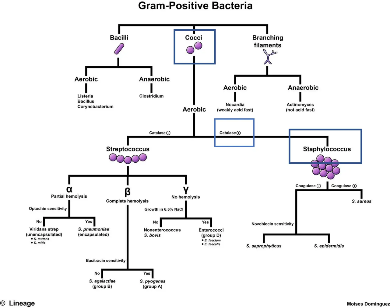 Gram-pozitif bakterilerden Staphylococcus’a uzanan sınıflandırma ağacı