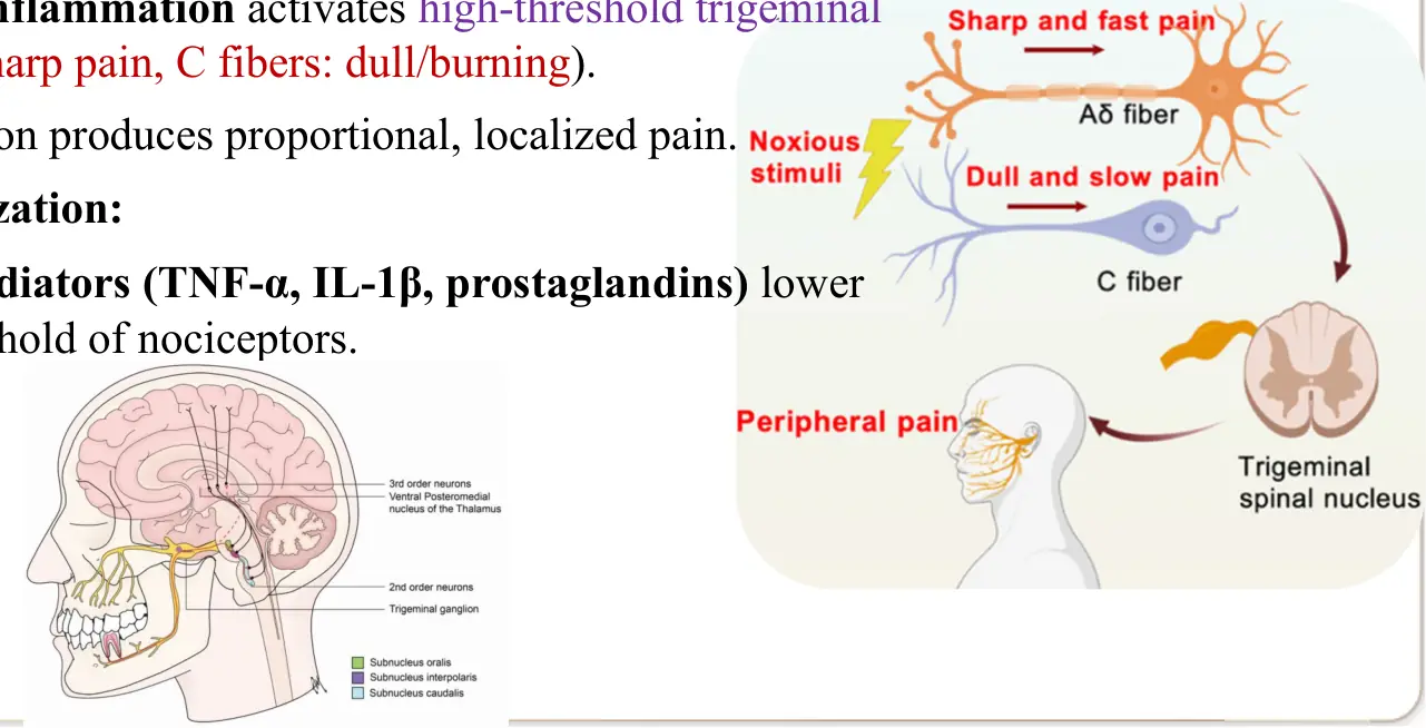 Orofasiyal ağrı: Aδ ve C lifleri, trigeminal spinal çekirdek ve talamusa giden trigeminal yol