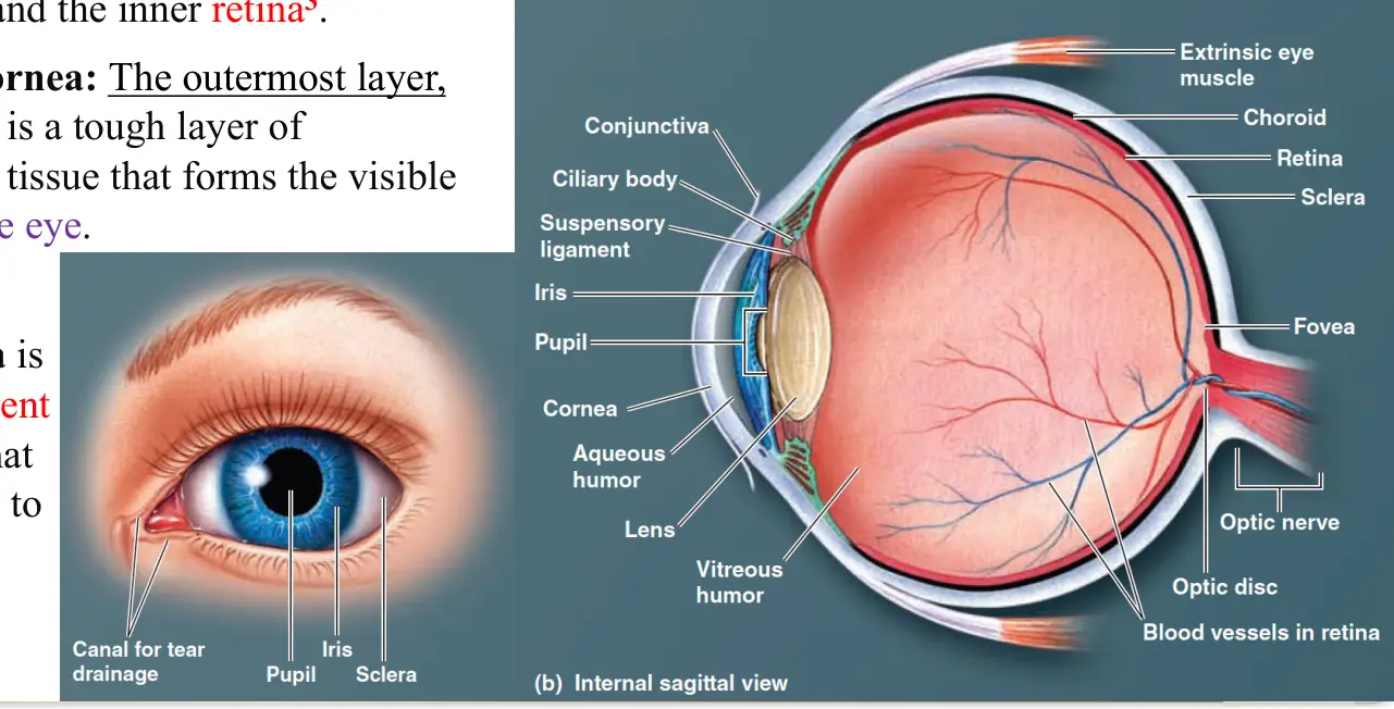 Gözün dış görünümü ve iç sagittal kesiti: kornea, iris, lens, siliyer cisim, koroid, retina, fovea ve optik disk