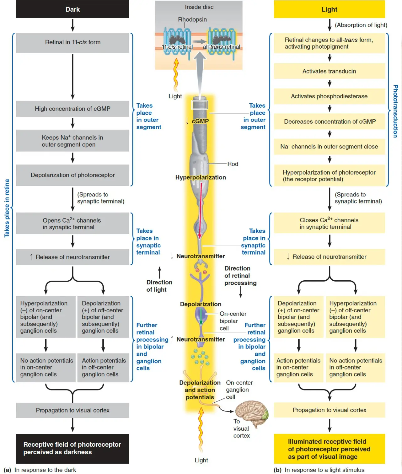 Karanlıkta ve ışıkta fototransdüksiyon: rodopsin, transdusin, fosfodiesteraz, cGMP ve on/off-center bipolar ve ganglion hücreleri