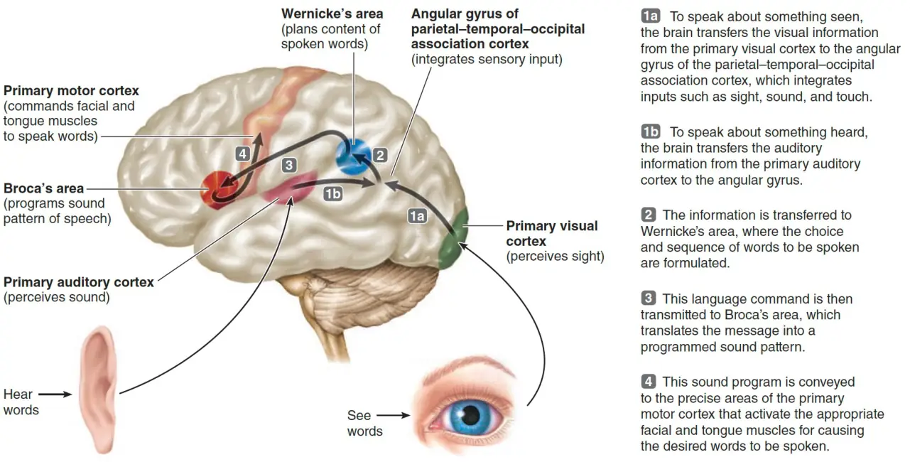 Görülen veya duyulan sözcükten konuşmaya: Wernicke–Broca–motor korteks yolu
