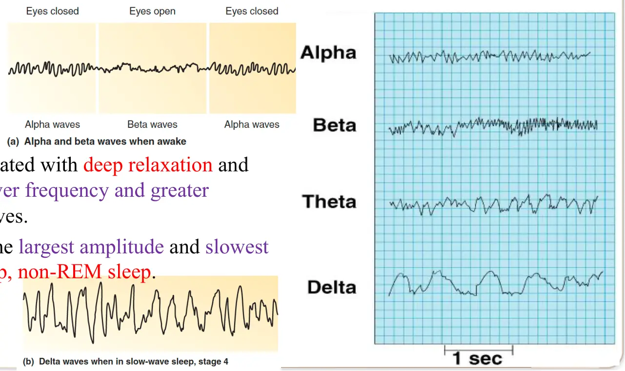Alfa, beta, teta ve delta dalgalarının EEG örnekleri