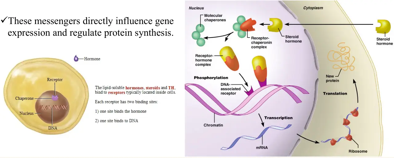 Steroid hormonun hücre içi reseptörle etkisi: şaperonların ayrılması, reseptör–hormon kompleksinin DNA'ya bağlanması, transkripsiyon ve translasyon