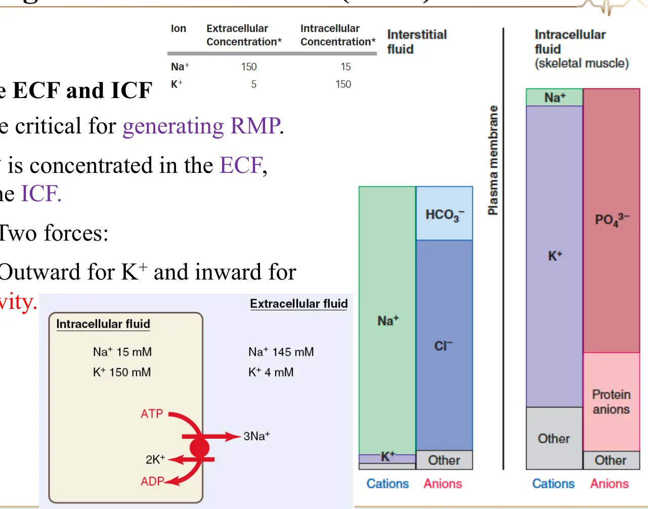 ICF ve ECF iyon dağılımı ile Na⁺/K⁺ pompası