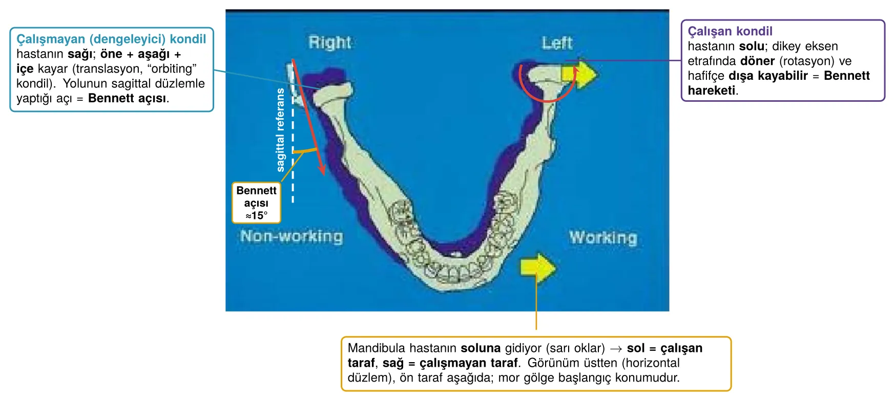 Çalışan ve çalışmayan kondil; Bennett açısı