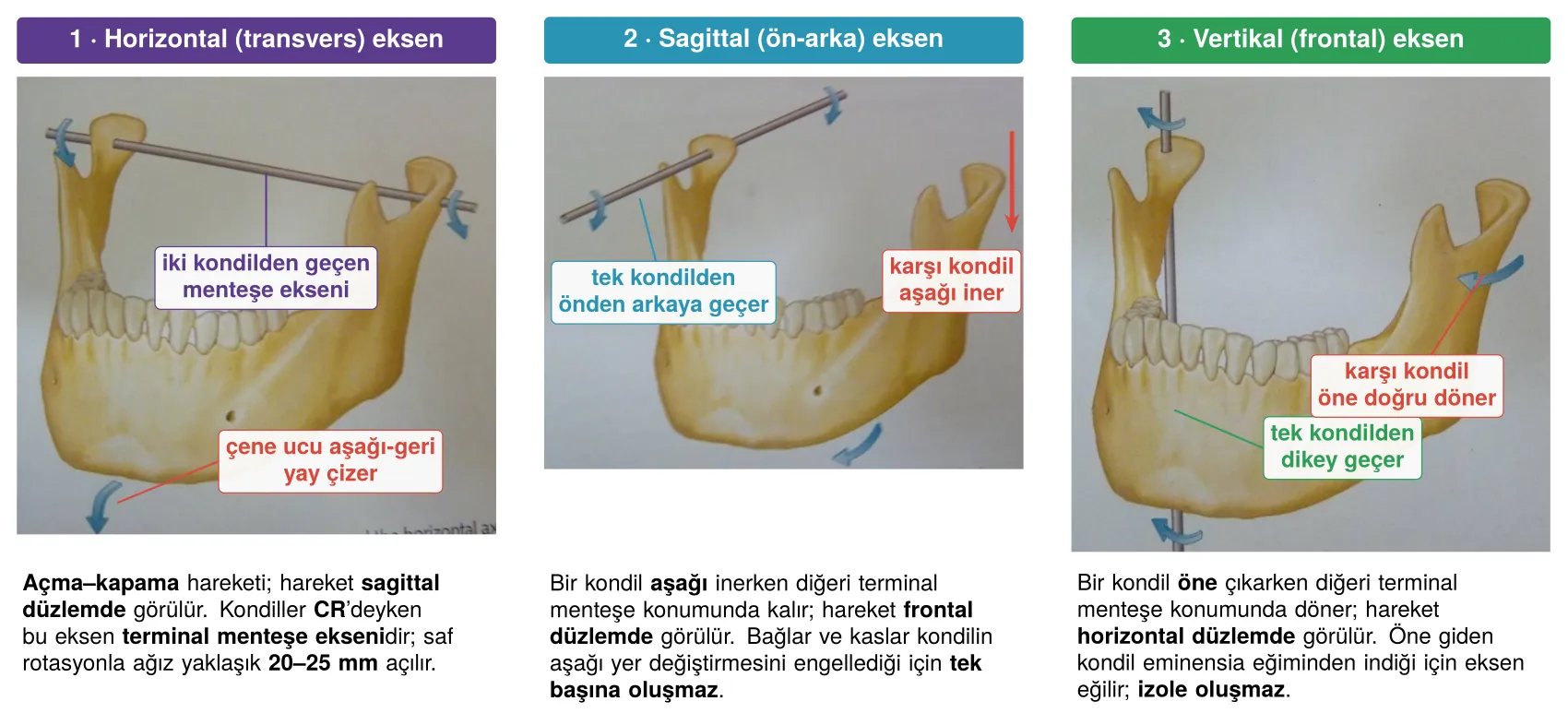 Mandibulanın üç dönme ekseni