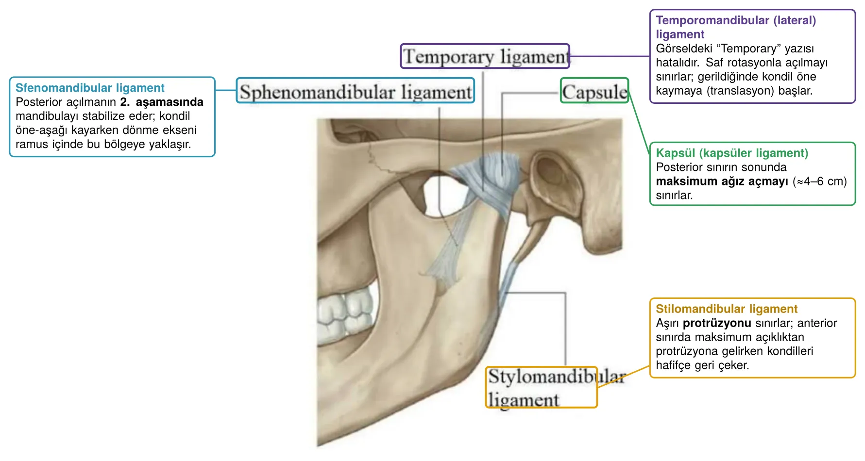 Sınır hareketlerini sınırlayan ligamentler
