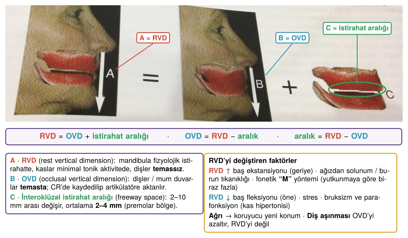 RVD, OVD ve istirahat aralığı; RVD'yi değiştiren faktörler