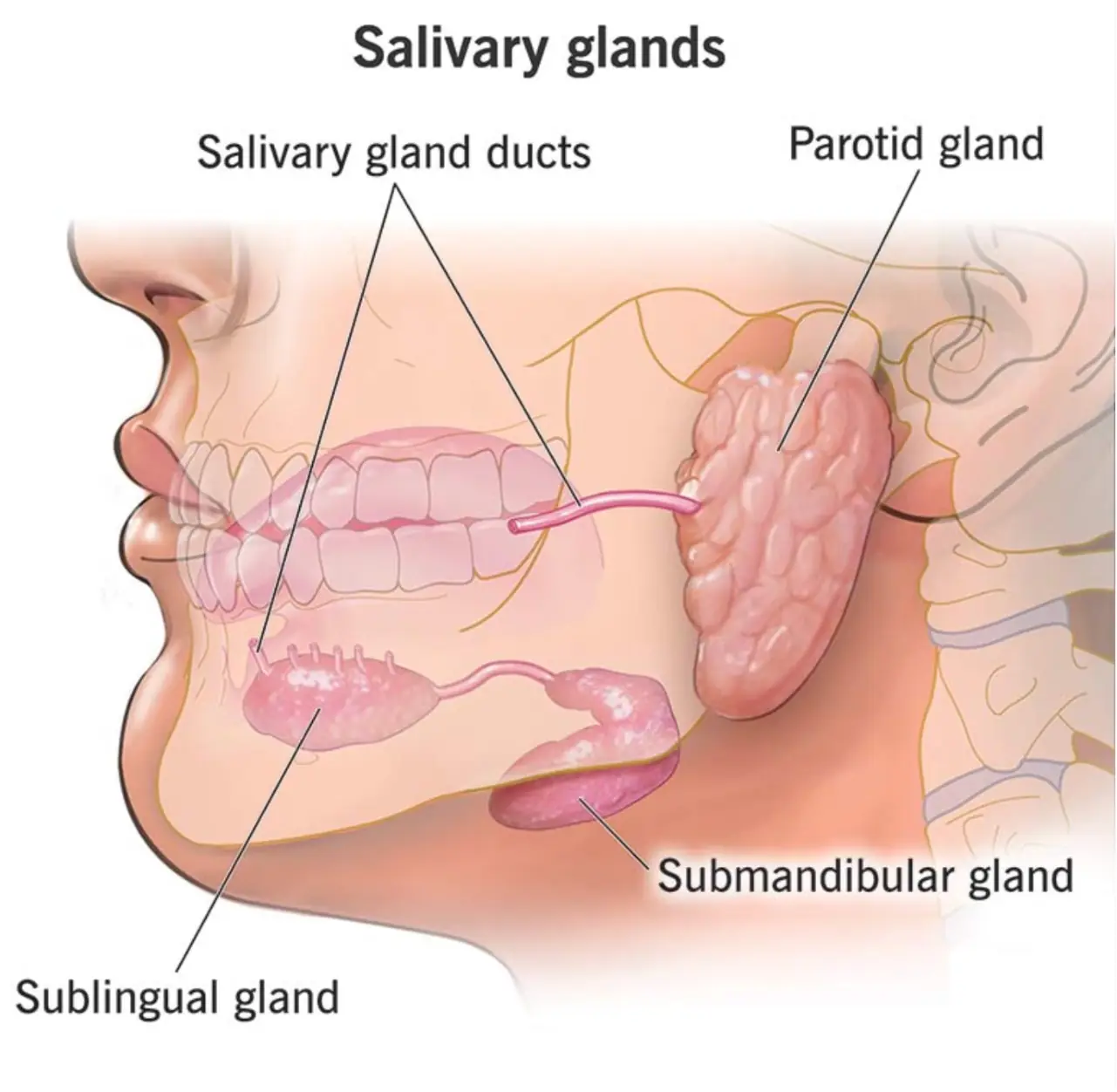 Büyük tükürük bezleri ve kanalları: parotis, submandibular ve sublingual bez