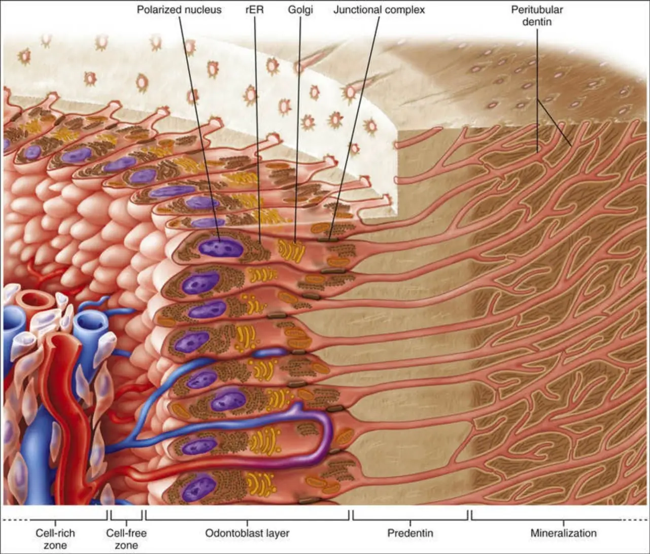 Pulpa zonları ve odontoblast–predentin–dentin ilişkisi
