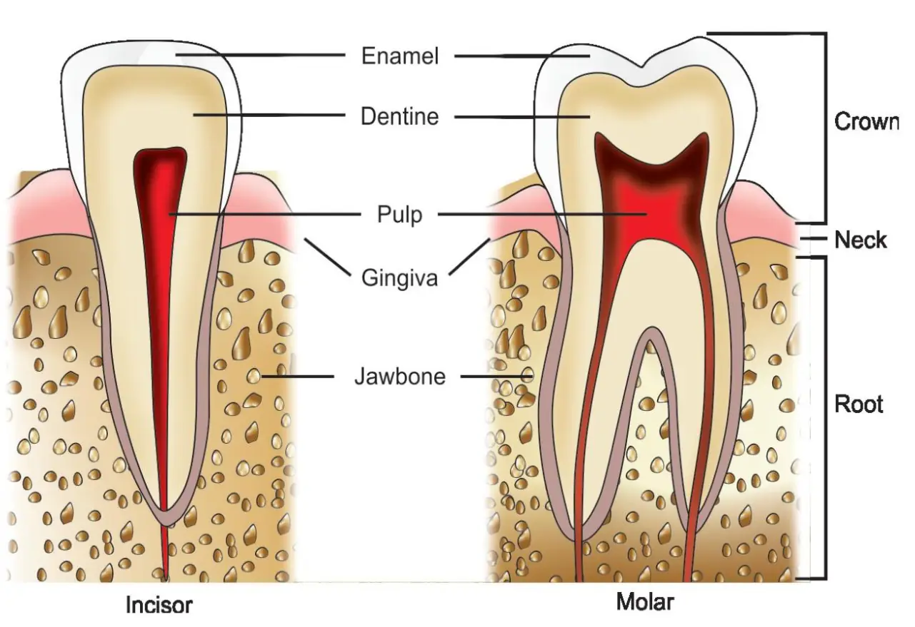 Kesici ve azı dişinde mine, dentin, pulpa, kron ve kök kesiti