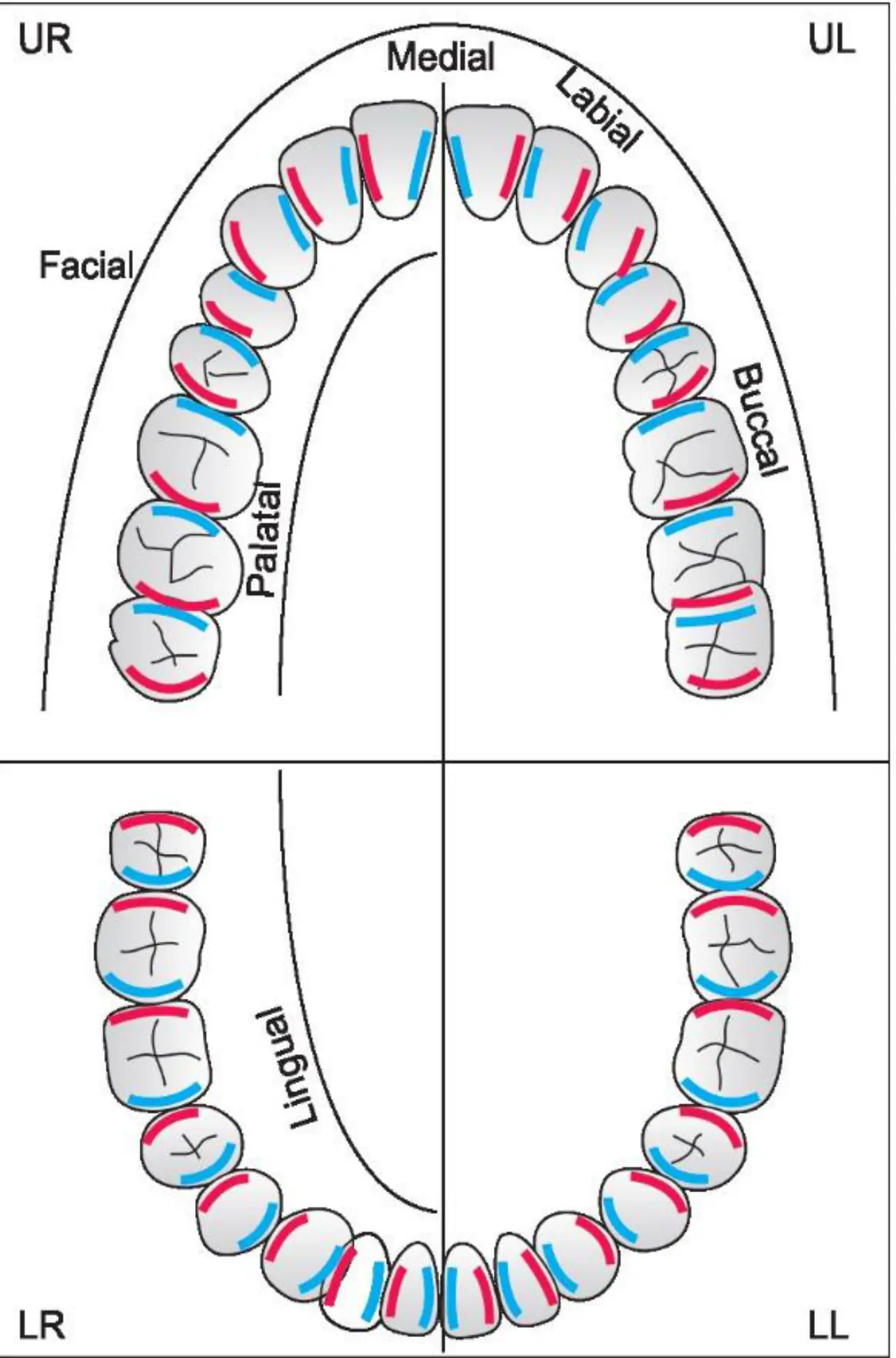 Dört kadranda labial, buccal, palatal ve lingual yüzlerin yerleri