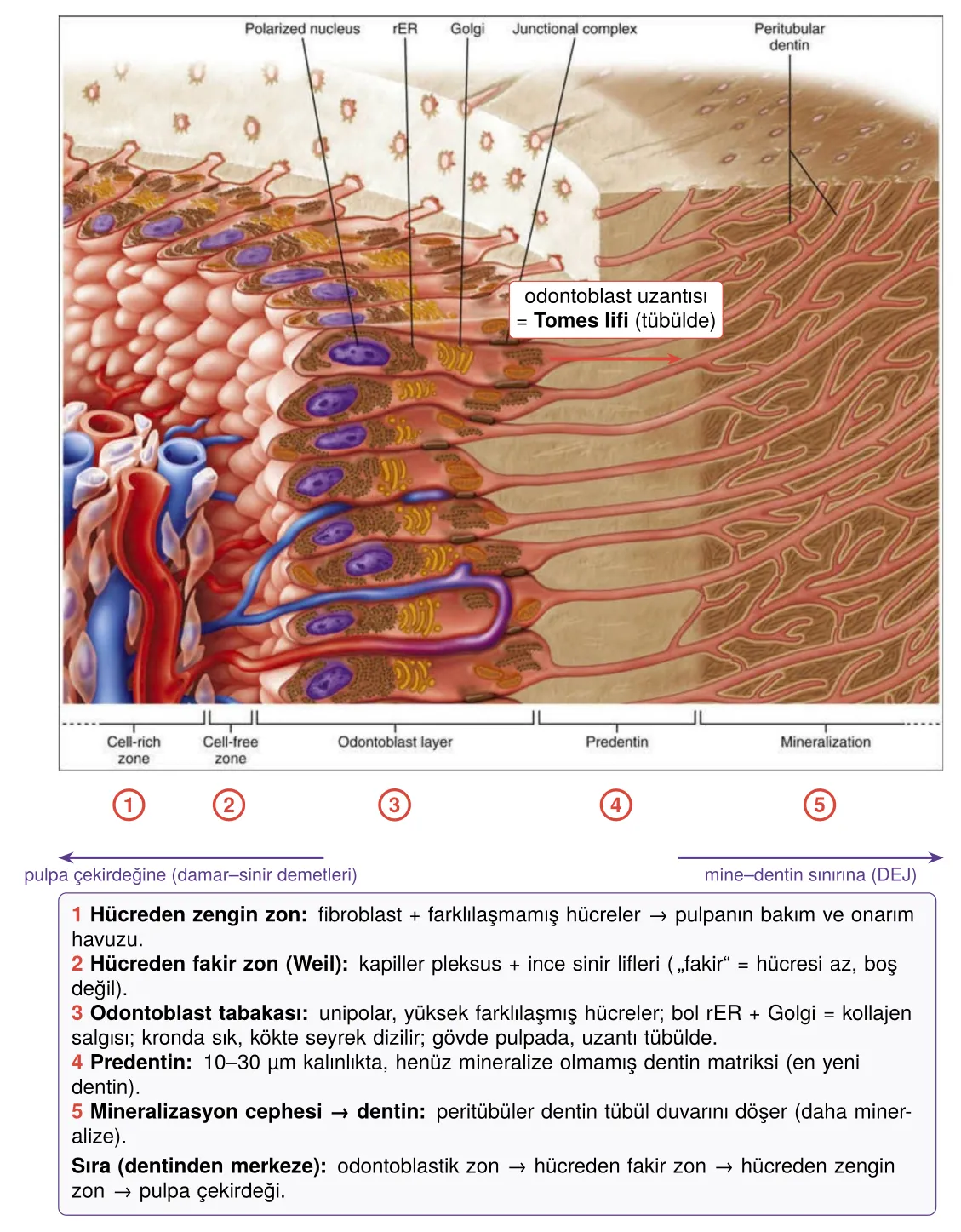 Pulpa zonları ve odontoblast–predentin–dentin ilişkisi